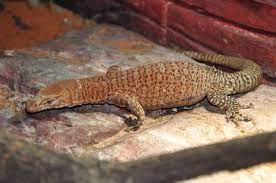Check spelling or type a new query. Varanus Pilbarensis Pilbara Rock Monitor Biolib Cz