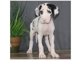 Everything » pets and animals » dogs and puppies » great dane. Great Dane Dog Female Harlequin 2351517 Petland Carriage Place