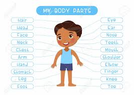 Organs in the body for kids. My Body Parts Educational Infographic Kids Poster Vector Template Cute Girl Showing External Organs Names Cartoon Anatomy Childish Printable Banner Design English Words Learning Card Layout Royalty Free Cliparts Vectors And Stock