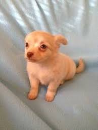 This dog breed is not an original one, but this one develops by melting two different. 8 Week Baby Girl Chihuaha On Craigslist In Kansas City Pets Chihuahua Puppies