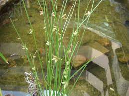 臺灣水莞 豬毛草 植物說明 plants