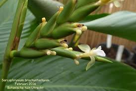 Image result for Sarcophrynium brachystachyum