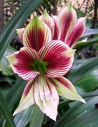Amaryllis Orquideas Belas Flores Flores Maravilhosas