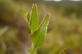 Image result for Lindsaea ensifolia