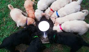 Check spelling or type a new query. Breeders Virginia
