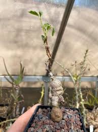 Image result for Cyphostemma adenocaule