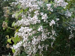 Image result for Tarchonanthus camphoratus