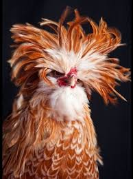 Da o gaina si un sfert cate oua face??? Ferma Vedetelor Pietroasa Despre Gaini Pui Incubatoare Sau Mai Pe Scurt Despre Damblaua Aviara Unora Le Plac Florile Altii Fac Colectii De Pipe Unii De Masini Altele De Posete Si