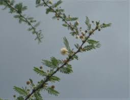 Image result for Acacia kirkii