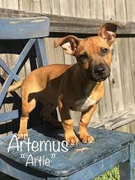 Cats and dogs aren't the only loving creatures you'll find for adoption at petsmart charities adoption centers and events. New York Ny Rhodesian Ridgeback Meet Artemus A Pet For Adoption Pet Adoption Dog Adoption Pets