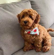 Check spelling or type a new query. Golden Doodles Home Home Facebook