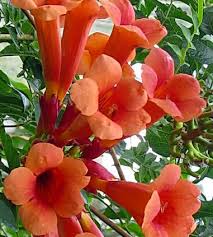 Campsis radicans, the trumpet vine or trumpet creeper (also known in north america as cow itch vine or hummingbird vine), is a species of flowering plant in the family bignoniaceae, native to the eastern united states, and naturalized elsewhere. Red Trumpet Vine Care Advice On Growing Red Trumpet Vines