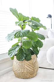 The Fiddle Leaf Fig Tree Is A Perfect Indoor Plant That Is A Low Maintenance Plant With Beautiful Large Leaves Widely Used Among Interior Desi Indoor Plants House Plants Fiddle Leaf