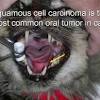 Home treatment for tumors in pets include turmeric, castor oil, essiac tea and dietary changes. Https Encrypted Tbn0 Gstatic Com Images Q Tbn And9gcrmht F3ryxgfk97jojymrwxwkpniuurkt5q7zfhazyg5p8z2ya Usqp Cau