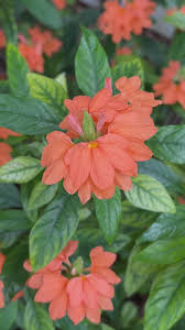 Image result for Crossandra infundibuliformis