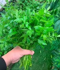 Learning these common sentence and question patterns helps us with other people. Khasiat Ulam Daun Selom Tanam Daun Selom Secara Melintang 2 3 Minggu Dah Boleh Tuai Hasil