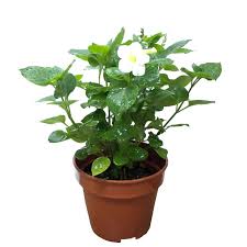 Image result for Asystasia hedbergii