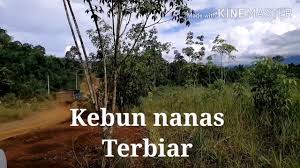 We did not find results for: Tips Hebat Nanas Tanaman Sangat Menguntungkan Cara Mudah Di 2020 Rabab Minangkabau