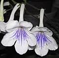 Image result for Streptocarpus hirtinervis