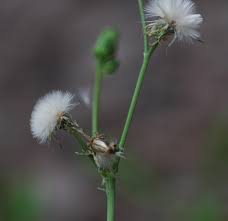 Image result for Sonchus wilmsii