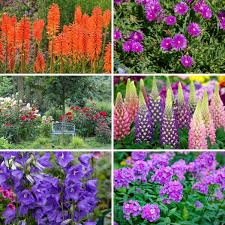 Gardening with perennials, how to select plants, growing information on favorite flowers. 20 Luminous Perennial Flowers That Bloom All Season Diy Crafts