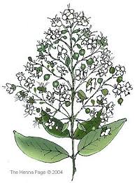 Pin By Lauren Sinner On Senior Show Inspiration Henna Plant Flower Henna Flowers