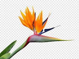 Especie del género strelitzia, conocida también como, flor ave del paraíso, estrelitzia, estrelicia, flor de pájaro, flor de papagayo, ave del paraíso. Flor De Ave Del Paraiso Strelitzia Nicolai Ave Del Paraiso Flor De Ave Del Paraiso Hoja Flor Pajaro Png Pngwing