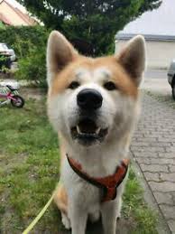Check spelling or type a new query. Akita Inu Hunde Und Welpen Kaufen Ebay Kleinanzeigen