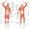 Some of the worksheets displayed are students work, muscles of the head neck and torso, muscles of the cat review, muscular system work, bones muscles and joints, muscle mechanics work, unit4 unit introducing the unit 4, muscle origin insertion and action list charts. 1