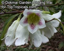 Image result for Rothmannia