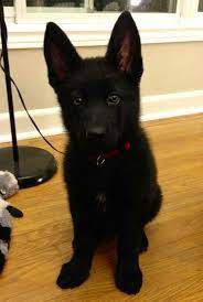 Black Cutie Shepherd Puppies German Shepherd Puppies Cute Baby Animals