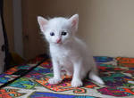 Turkish Angora price range. Angora kittens cost. Where to ...