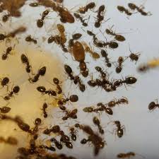 Image result for Nesaea pygmaea