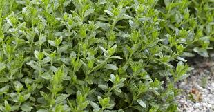 Edelgamander Bodendecker Fur Trockene Lagen Bodendecker Mehrjahrige Pflanzen Gartenarbeit