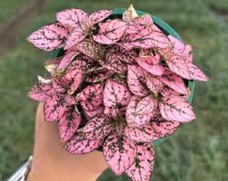 Image result for Hypoestes cancellata
