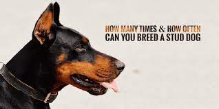 How Many Times Can You Breed A Male Dog