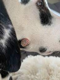 Hilfe Hat Mein Hund Eine Warze Oder Einen Tumor Hundsoadli Shop