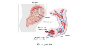 Research indicates that babies get used to the music and voices they've heard in the womb. The Umbilical Cord What It Is And How It Works Babycenter