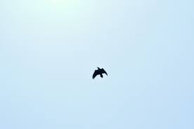 Crow In The Sky Life Form Crow Animals