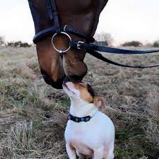 Pin On Beautiful Horses