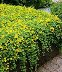 Winterharter Bodendecker Lysimachia Gelbes Pfennigkraut 3 Pfl Bodendecker Stauden Pfennigkraut