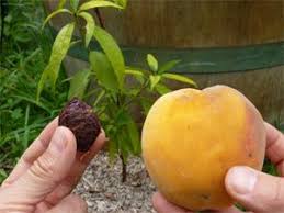 Semez Les Noyaux De Peche Astuce Jardin Jardin Potager Jardinage