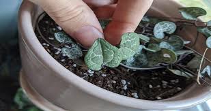 The best way to tell whether your string of pearls are shriveling from underwatering or overwatering is to pay attention from my experience, string of pearls cuttings like to be misted and sprayed at least every few days. How To Save Overwatered String Of Hearts Step By Step Today S Gardener