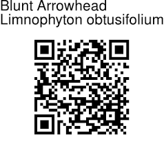 Image result for Limnophyton obtusifolium