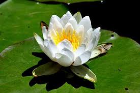 You are always ready to bring a bowl of soup or take care of a flower, sick friend or all the humanity. 5 Cancer Birth Flowers That Represent Cancer The Zodiac Sign
