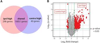 Ipsilateral being located on, affecting or referring to, the same side of the body. Ipsilateral And Contralateral Retinal Ganglion Cells Express Distinct Genes During Decussation At The Optic Chiasm Eneuro