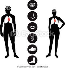 Female legs lie on the bed barefoot, body parts. Medical Human Body Part Icon Human Male And Female Body Outline With Icons Of Various Human Body Parts Canstock