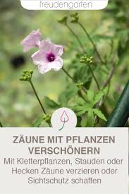 Zaun Mit Pflanzen Verschonern Ideen Zur Bepflanzung Von Zaunen Mit Kletterpflanzen Stauden Oder Heckenpflanzen Climbing Plants Potted Plants Outdoor Plants