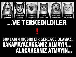 Sokak Hayvanlari Google Da Ara Hayvan Ozlu Sozler Bilgi