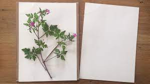 Maybe you would like to learn more about one of these? Herbarium Anlegen Tipps Vorlagen Betzold Blog